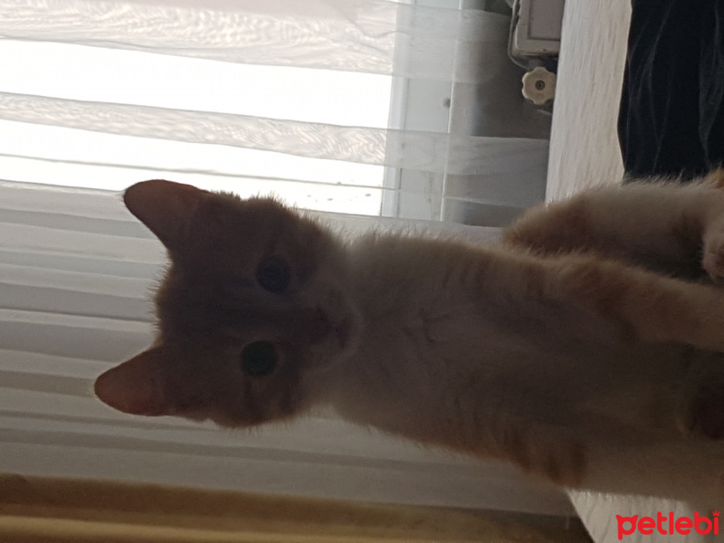 Tekir Kedi, Kedi  Mia fotoğrafı