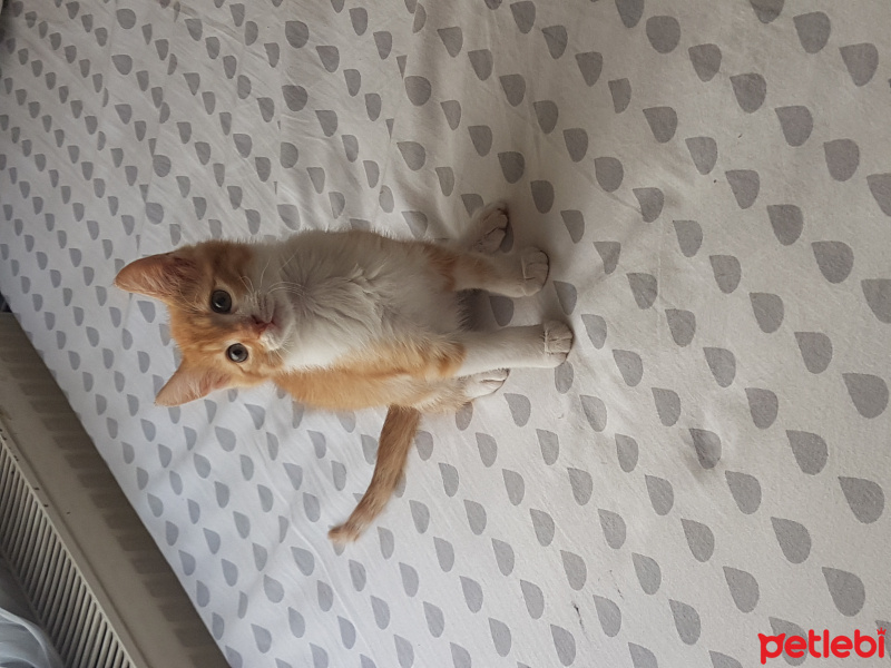 Tekir Kedi, Kedi  Mia fotoğrafı