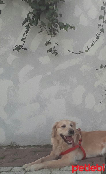 Golden Retriever, Köpek  Masal fotoğrafı