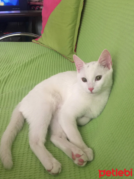 Ankara Kedisi, Kedi  Mia fotoğrafı
