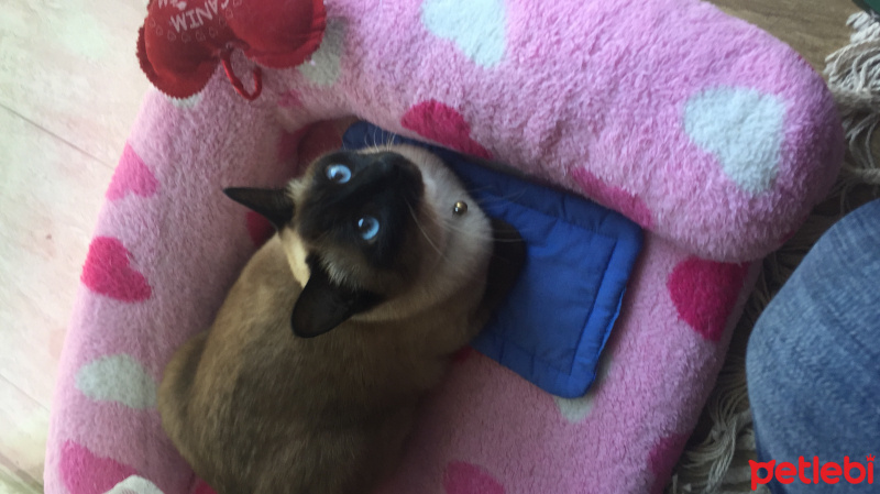 Siyam Kedisi, Kedi  Salep fotoğrafı