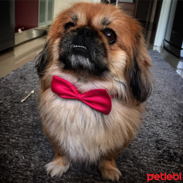 Pekingese, Köpek  TARÇIN fotoğrafı