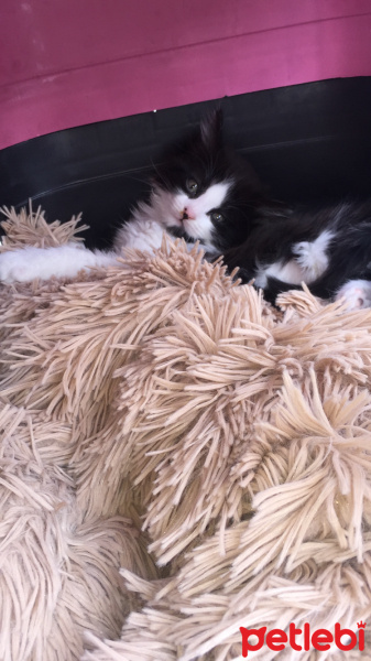 Tekir Kedi, Kedi  BIDIK fotoğrafı