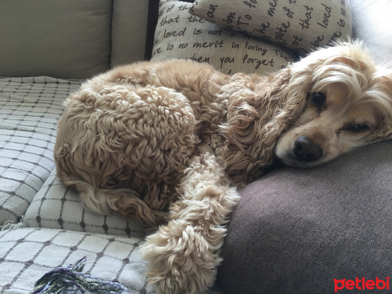 Amerikan Cocker Spaniel, Köpek  Rex fotoğrafı