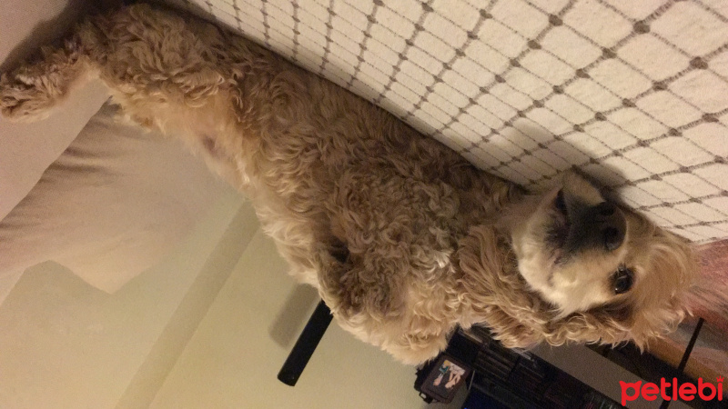 Amerikan Cocker Spaniel, Köpek  Rex fotoğrafı