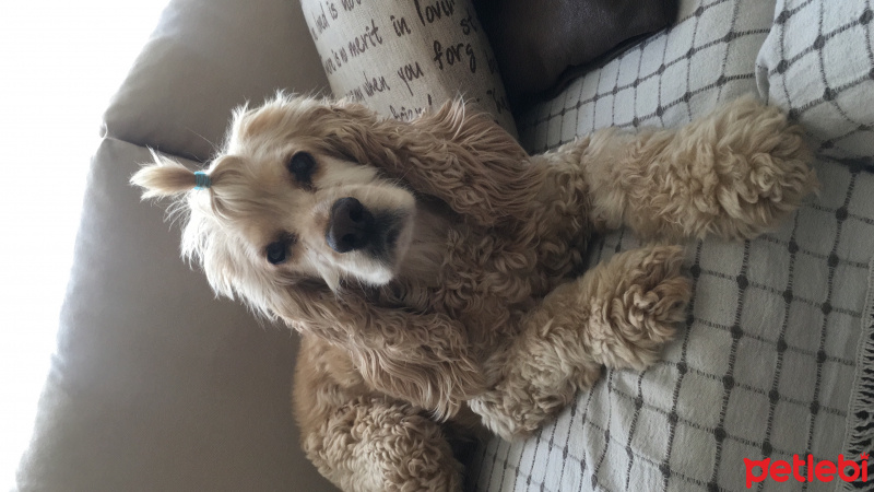 Amerikan Cocker Spaniel, Köpek  Rex fotoğrafı
