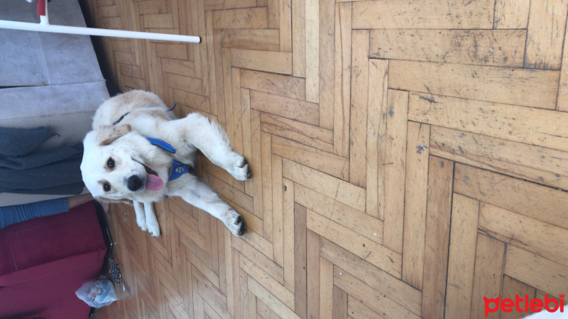 Golden Retriever, Köpek  Archıll fotoğrafı
