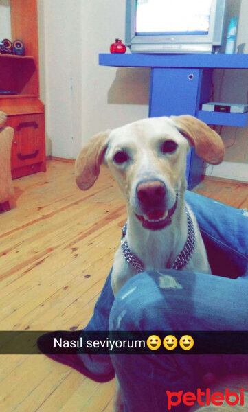 Labrador Retriever, Köpek  Sarı fotoğrafı