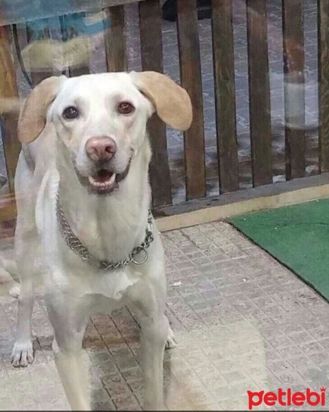 Labrador Retriever, Köpek  Sarı fotoğrafı