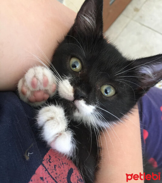 Tuxedo (Smokin) Kedi, Kedi  Ponçik fotoğrafı