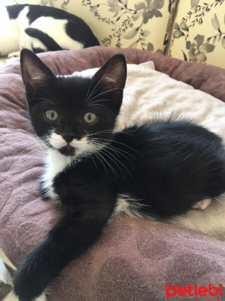 Tuxedo (Smokin) Kedi, Kedi  Ponçik fotoğrafı