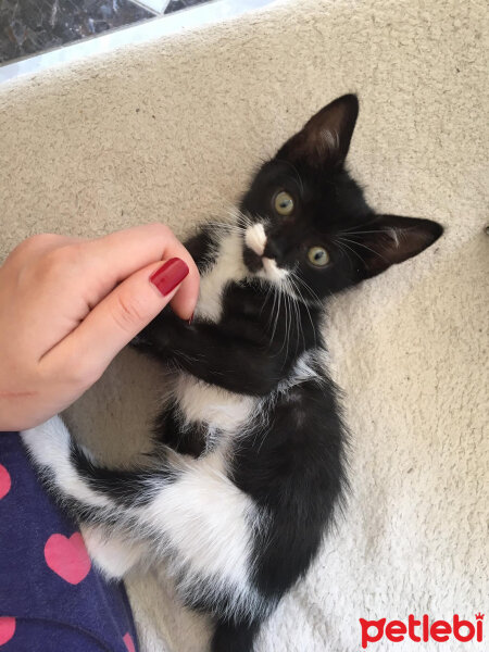 Tuxedo (Smokin) Kedi, Kedi  Ponçik fotoğrafı