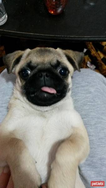 Pug, Köpek  Çilek fotoğrafı