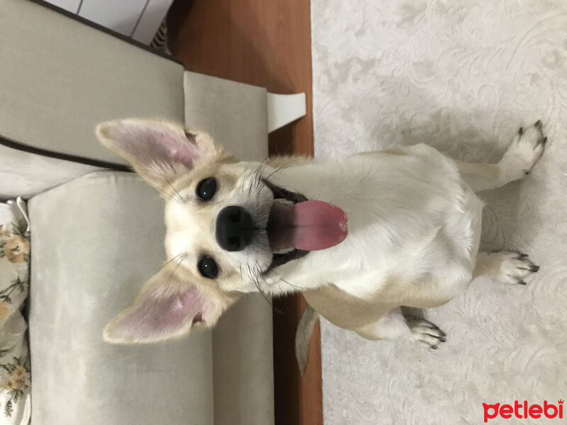 Cardigan Welsh Corgi, Köpek  TEDİ fotoğrafı