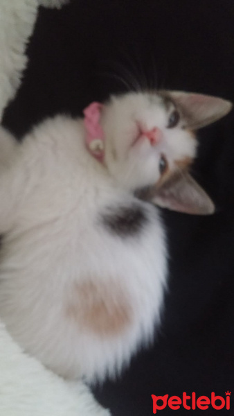 Tekir Kedi, Kedi  Latte fotoğrafı