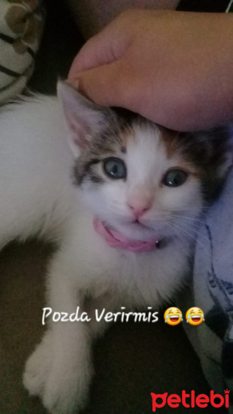 Tekir Kedi, Kedi  Latte fotoğrafı
