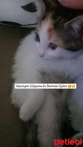 Tekir Kedi, Kedi  Latte fotoğrafı