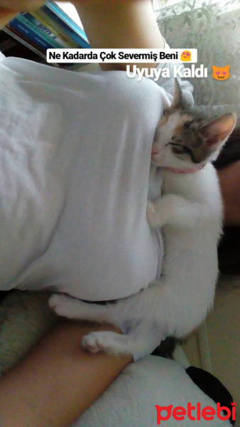 Tekir Kedi, Kedi  Latte fotoğrafı