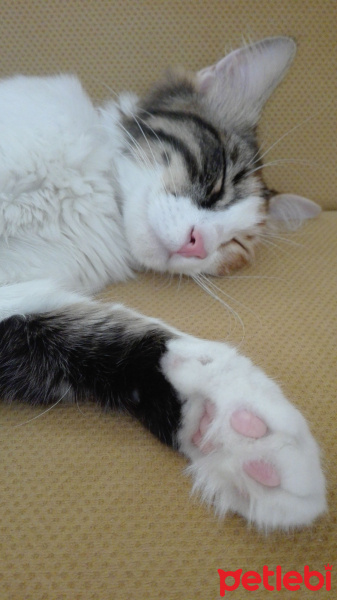 Tekir Kedi, Kedi  Zilli fotoğrafı