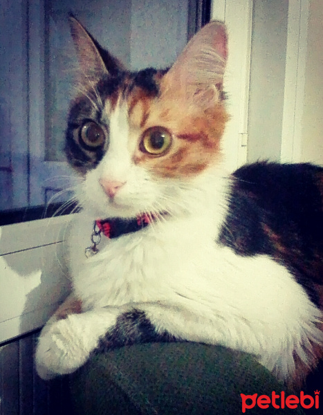 Tekir Kedi, Kedi  Zilli fotoğrafı