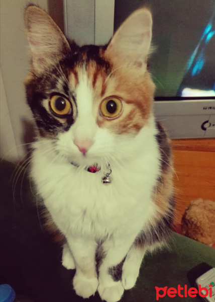 Tekir Kedi, Kedi  Zilli fotoğrafı