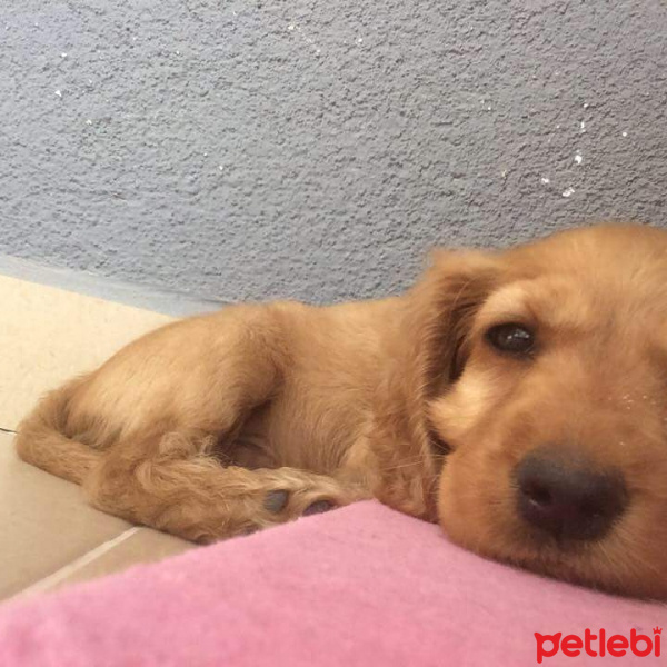 Amerikan Cocker Spaniel, Köpek  Bulut fotoğrafı