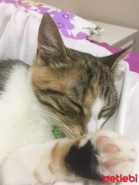 Soke, Kedi  Kırçıl fotoğrafı