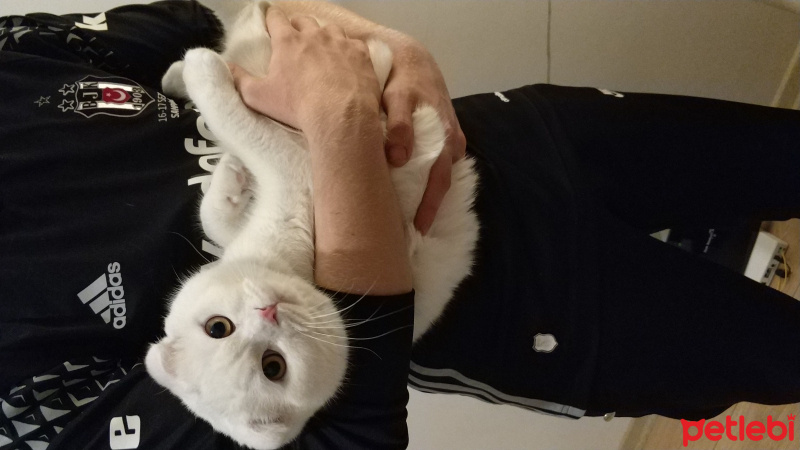 Scottish Fold, Kedi  RAKI fotoğrafı