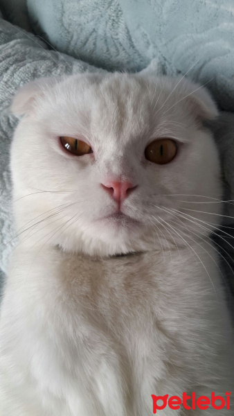Scottish Fold, Kedi  RAKI fotoğrafı