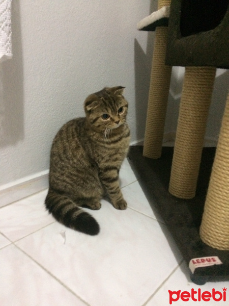Scottish Fold, Kedi  Amara fotoğrafı