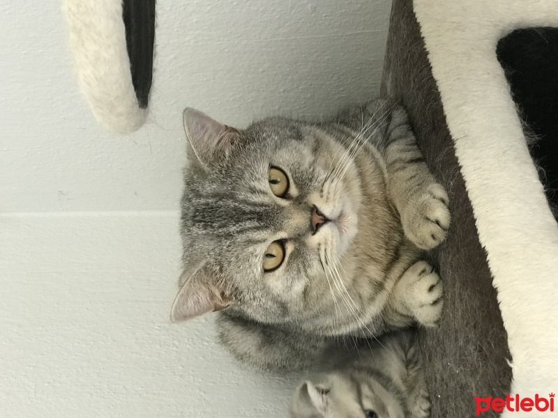 Scottish Fold, Kedi  Amara fotoğrafı