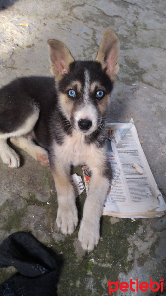 Sibirya Kurdu (Husky), Köpek  Carlos fotoğrafı