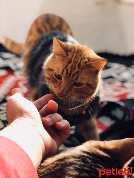 Savannah, Kedi  Hardal fotoğrafı