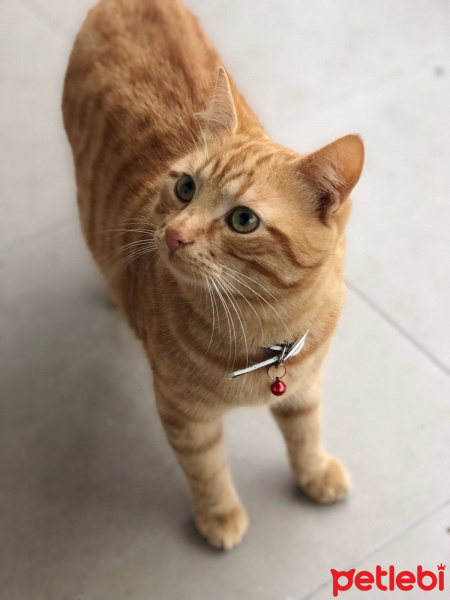 Savannah, Kedi  Hardal fotoğrafı