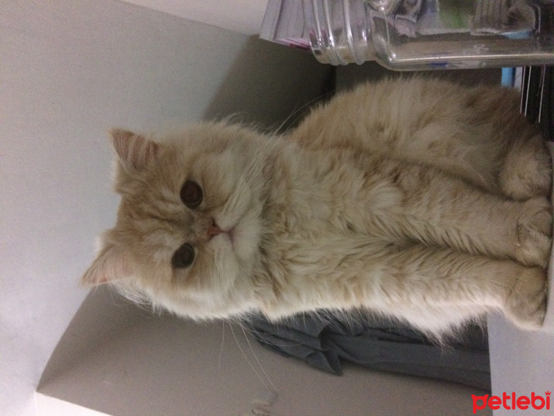 İran Kedisi (Persian), Kedi  BOB fotoğrafı