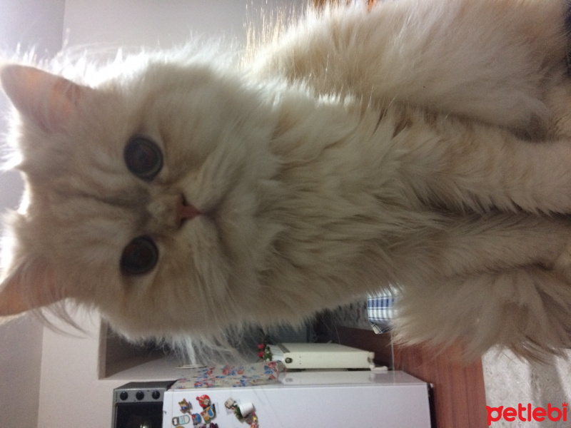 İran Kedisi (Persian), Kedi  BOB fotoğrafı