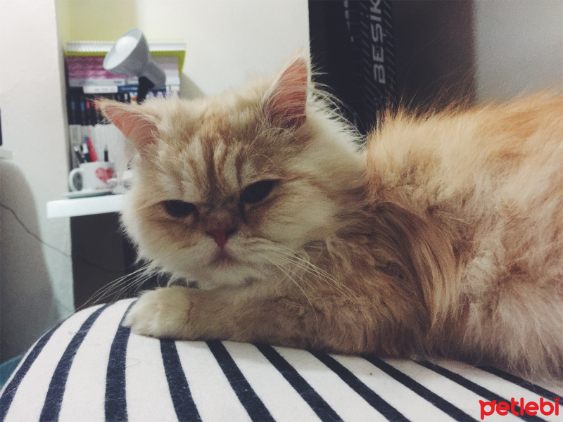 İran Kedisi (Persian), Kedi  BOB fotoğrafı