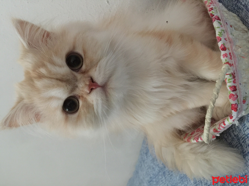 İran Kedisi (Persian), Kedi  BOB fotoğrafı