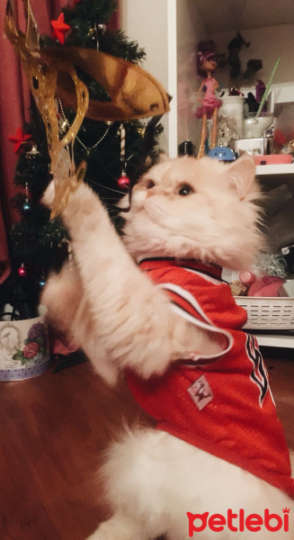 İran Kedisi (Persian), Kedi  BOB fotoğrafı
