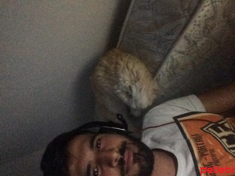 İran Kedisi (Persian), Kedi  BOB fotoğrafı