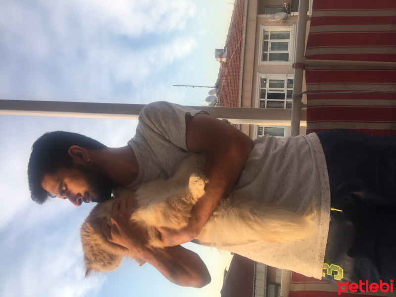 İran Kedisi (Persian), Kedi  BOB fotoğrafı
