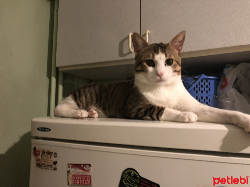 Tekir Kedi, Kedi  Azman fotoğrafı