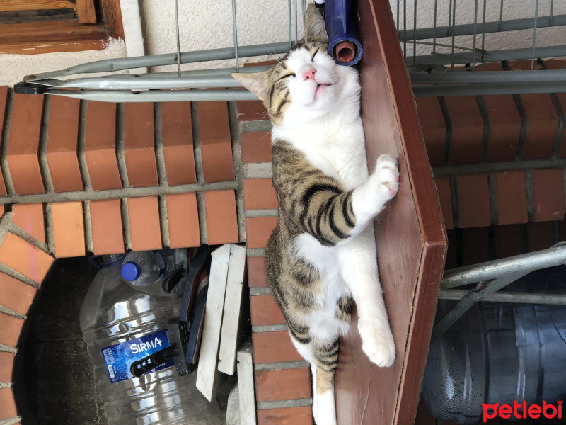 Tekir Kedi, Kedi  Azman fotoğrafı