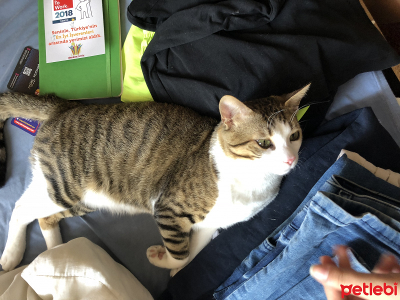 Tekir Kedi, Kedi  Azman fotoğrafı