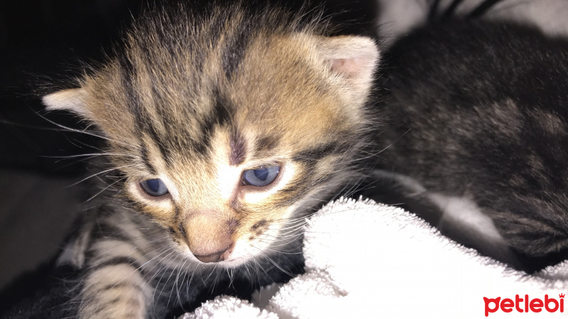 Tekir Kedi, Kedi  Miniş fotoğrafı
