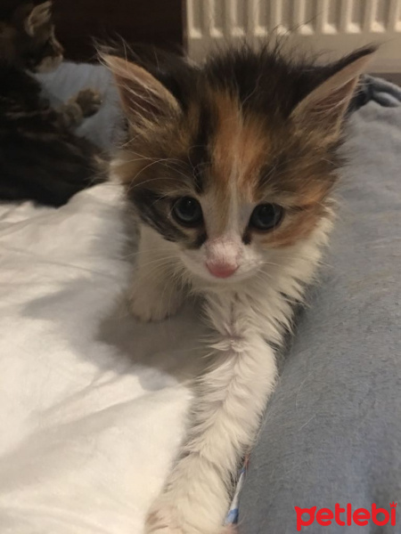Tekir Kedi, Kedi  Miyav fotoğrafı