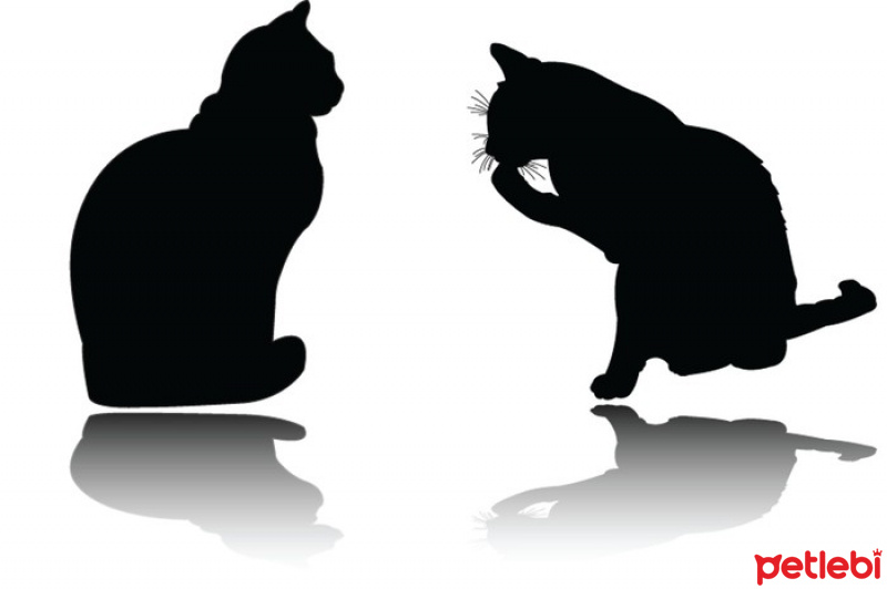 Tekir Kedi, Kedi  Zeyna fotoğrafı