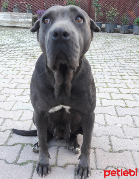 Cane Corso Italiano, Köpek  Duman fotoğrafı