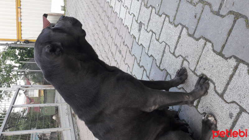 Cane Corso Italiano, Köpek  Duman fotoğrafı