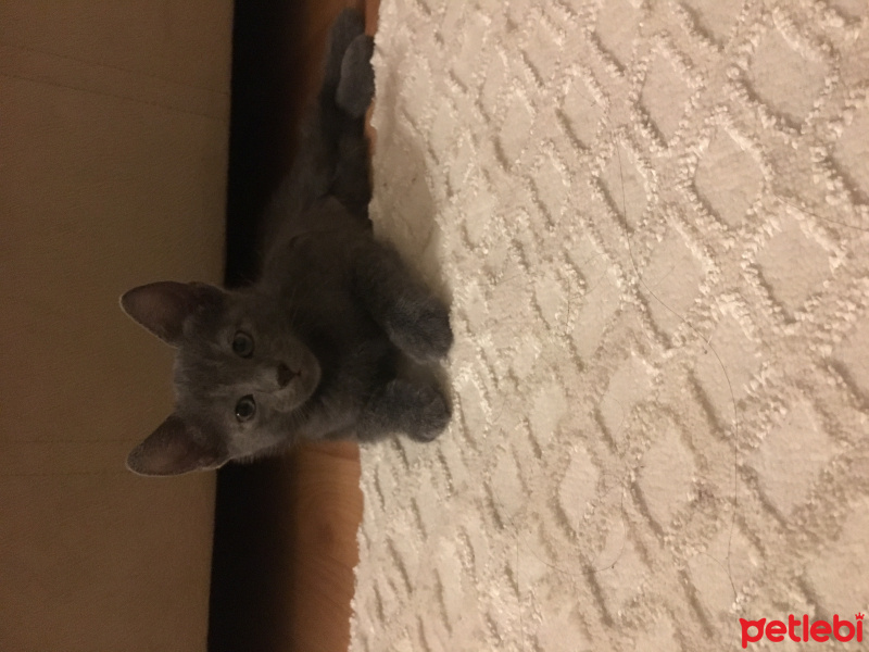 Mavi Rus, Kedi  Duman fotoğrafı